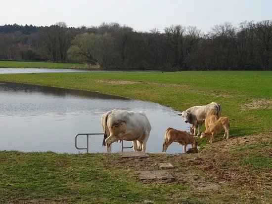 Meertje Van Caprera