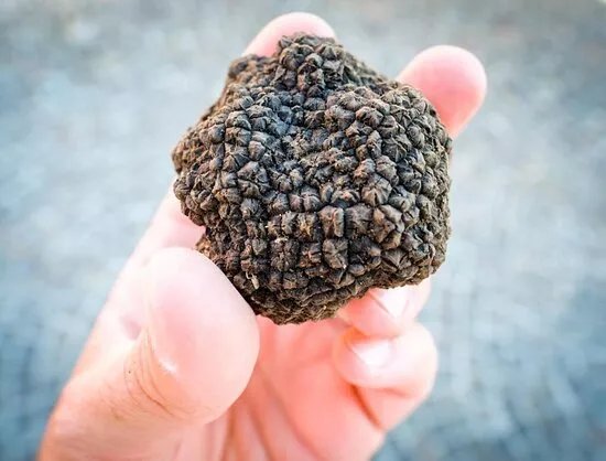 La Tartufata - Festival del Tartufo Nero Molisano