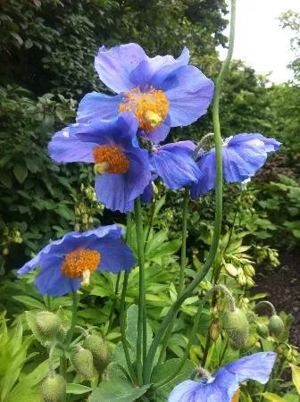 Rowallane Garden