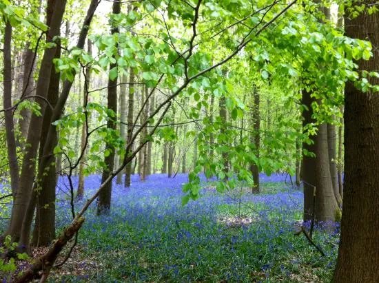 Hallerbos