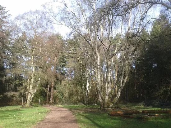 Comer Woods