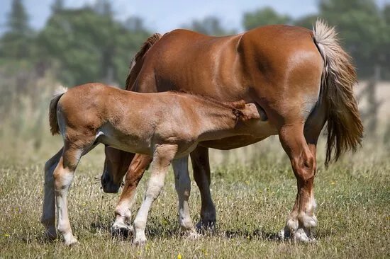 Suffolk Punch Trust