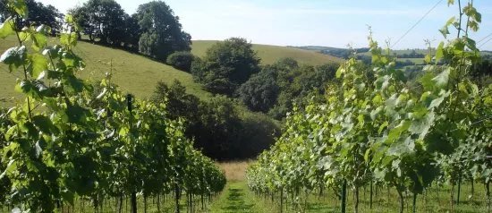 Wellhayes Vineyard