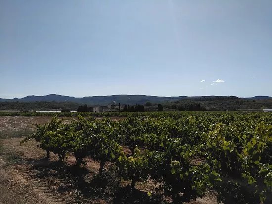 Bodegues Sumarroca