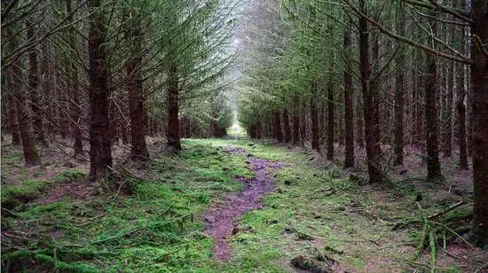 Carrickaholten Forest
