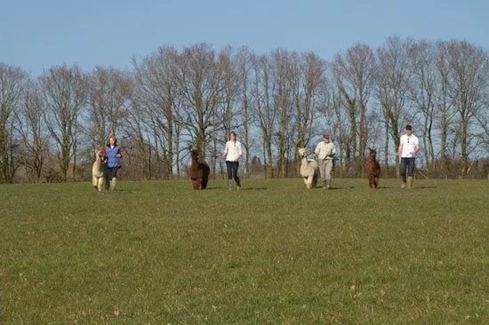 Alpaca Walking - With Spring Farm Alpacas