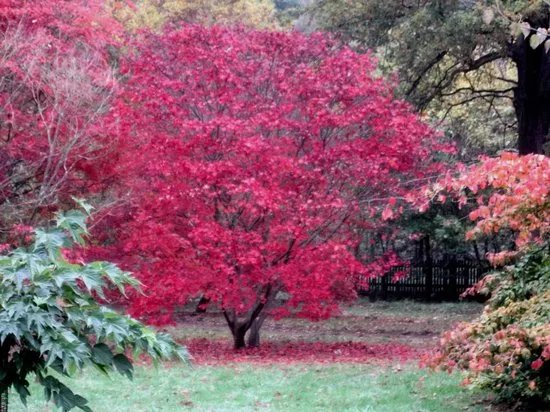 The University of Oxford Harcourt Arboretum