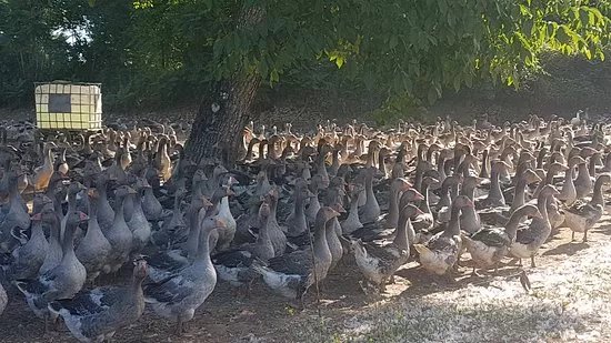 Scea les Oies du Perigord Noir