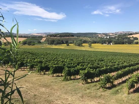 Conte Leopardi Wines