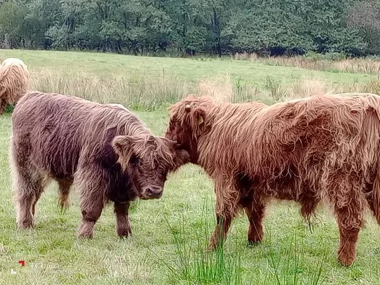 The Cladich Fold Highland Cattle
