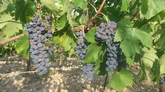 Tenuta Barbadoro