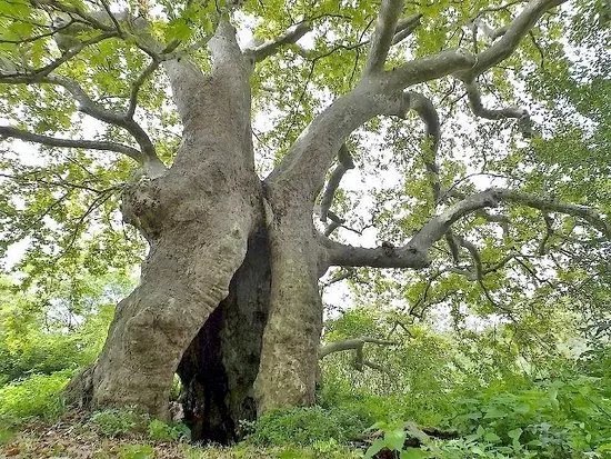 Albero del Piccioni