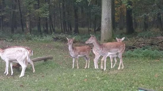 Wildpark Grafenberg