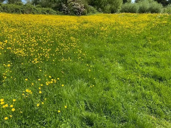 Farndon Willow Holt and Water Meadows