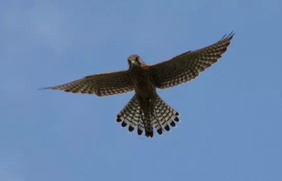 Andy Howeys Birds of Prey Centre