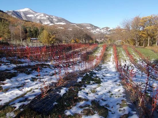 Azienda Agricola Antica via Romea