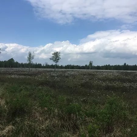 Dosenmoor
