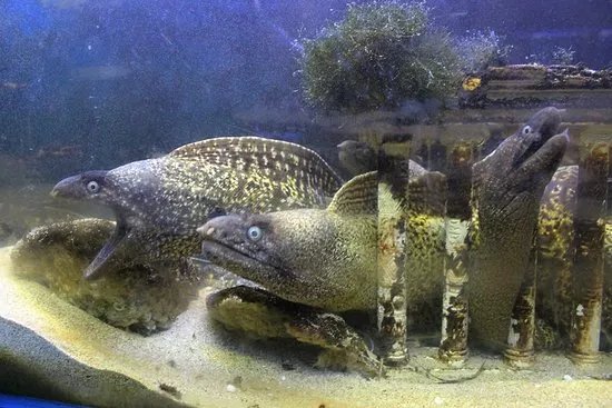 Aquarium Of Faliraki (Aquaworld)