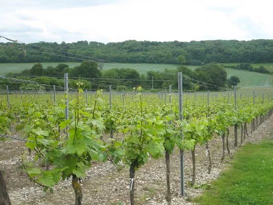 Vin Wine Merchants
