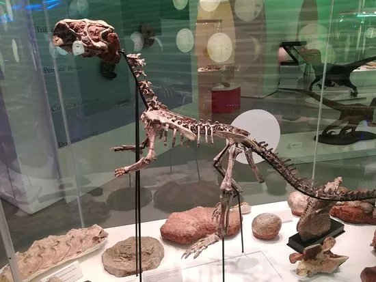 Museu de Historia Natural