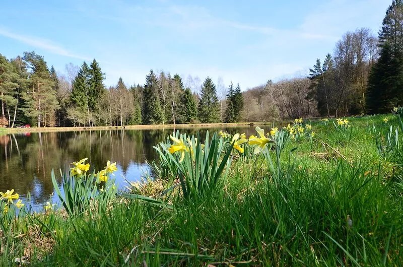 Unusual ecogite cottage in the heart of the Vosges forest