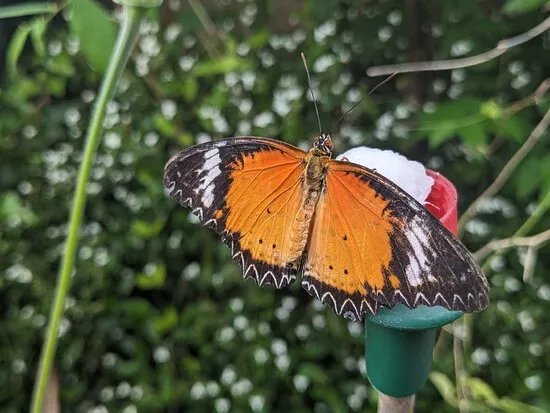 Guys Butterfly House