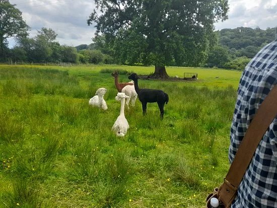 Woodlands Alpacas