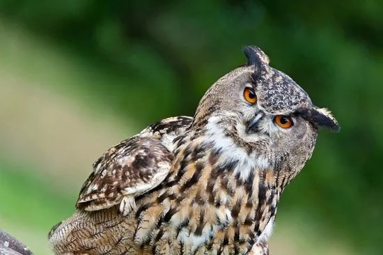 Tierpark Sababurg