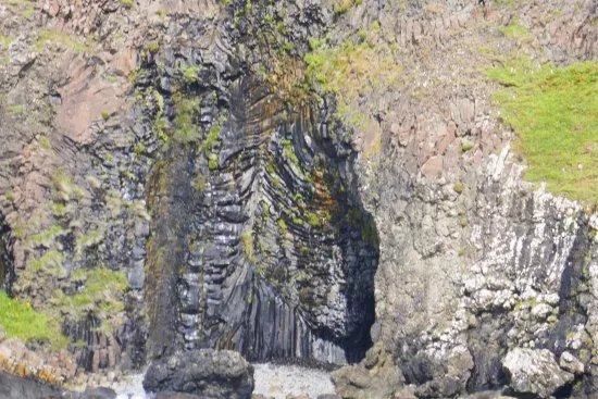 MacCulloch's Fossil Tree