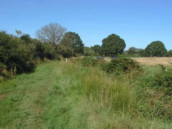 Great Mornshill Wood