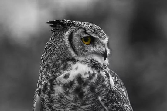 Shropshire Falconry Ltd