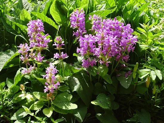 Cascades Gardens