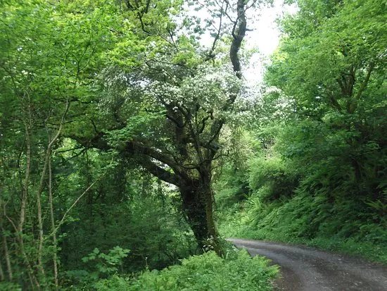 Peppercombe Wood