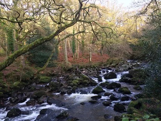 Dewerstone Wood