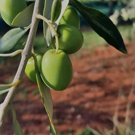 TERRA ROSSA Organic Olive Oil Farm