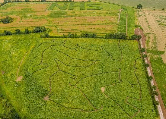 Sunflower Maze