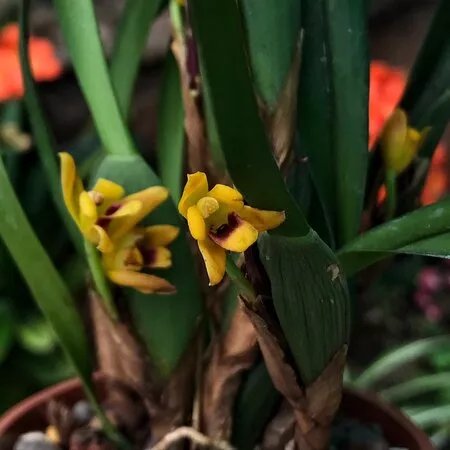 El Jardin de las Orquideas