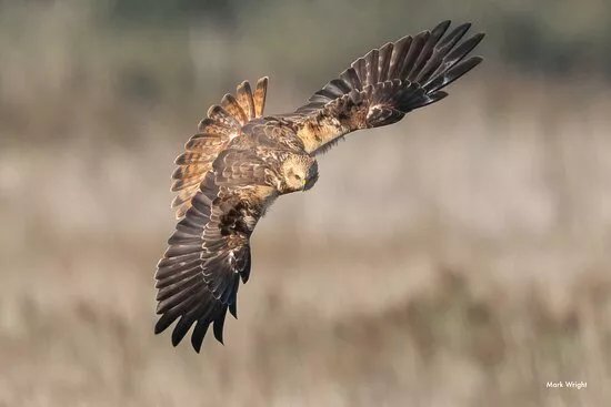 Birds Of Poole Harbour Events
