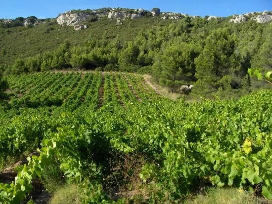 Chateau Aiguilloux