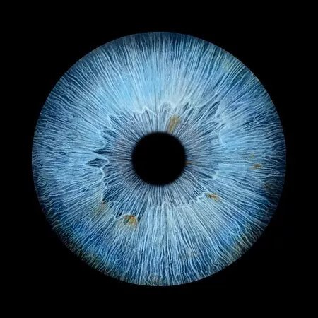 Iris Galerie