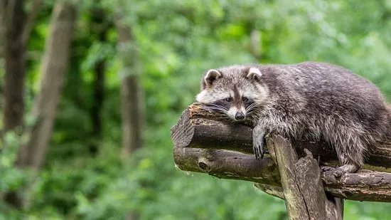 Wildpark Muden