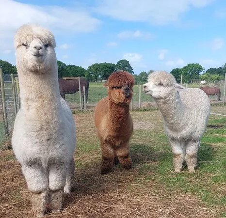 Meadow Alpacas