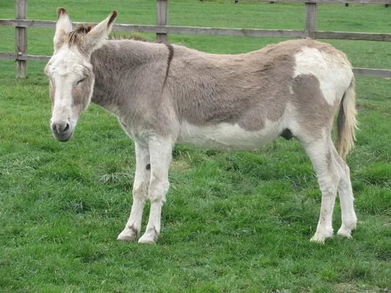 Radcliffe Donkey Sanctuary