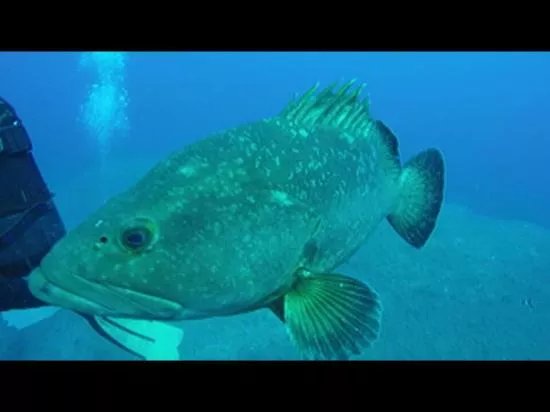 Anthias Diving