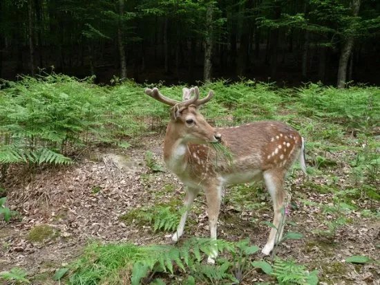 Parc Animalier de Fougerolles - Saint-Valbert