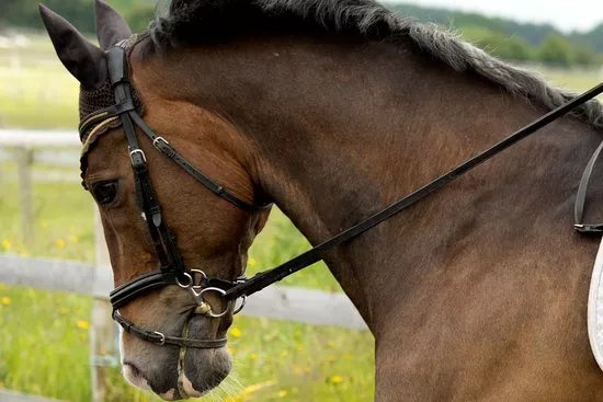 TDS Riding School (Home of The Dressage Secret)