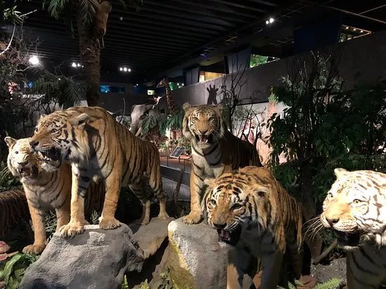 Museum d'Histoire Naturelle (Museum of Natural History)