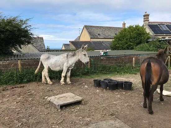Highford Donkey Activities,Clovelly