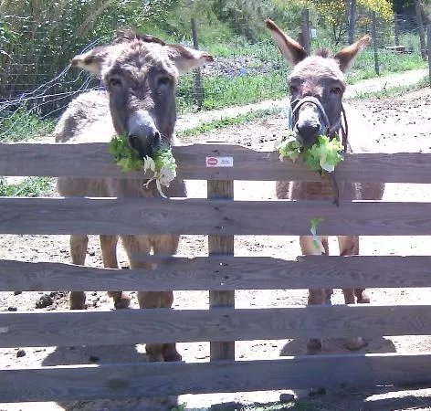 La Ferme Saint Roch