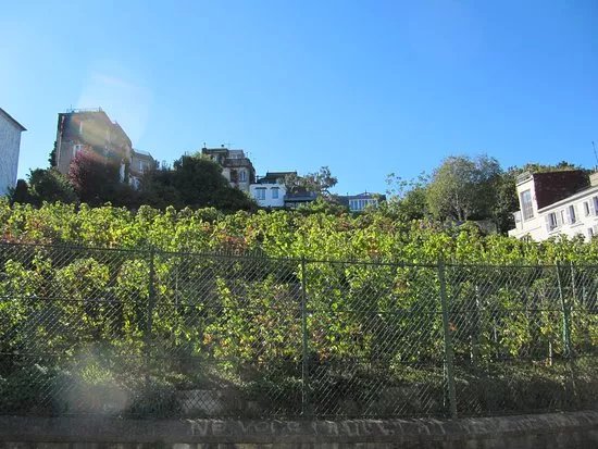 Jardin Sauvage de St-Vincent